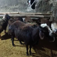 قورچ‌قزل‌افشار