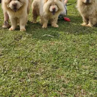 توله چاوچاواصیل|سگ|تهران, جردن|دیوار