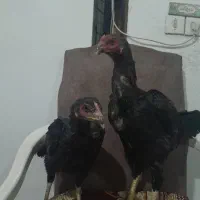 دو عدد جوجه لاری|حیوانات مزرعه|کرمانشاه, |دیوار