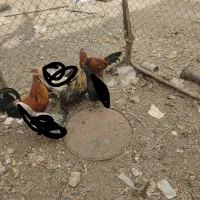 خروس|حیوانات مزرعه|ملایر, |دیوار