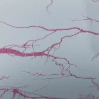 سفره خزر جنس و کیفیت عالی قیمت پایین تر از معمولی|سفره، حوله، دستمال آشپزخانه|لامرد, |دیوار