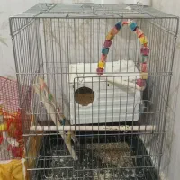 قفس ب|لوازم جانبی حیوانات|ایلام, |دیوار