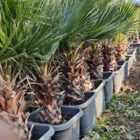 گل و گیاه لوکس