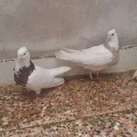 کبوتر