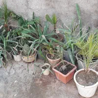 گل ها فروشی