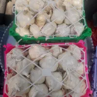 سیر تند همدان