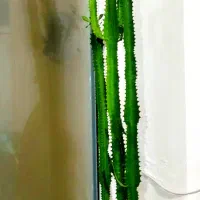 گل فروشی بدونه ایراد