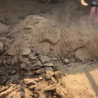 کود گوسفندی|خدمات باغبانی و درختکاری|ماهان, |دیوار