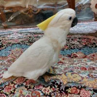 طوطی آرا آبی،کاکادو