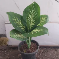 گل و گیاه دیفن باخیا