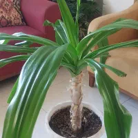 گل ذرتی بزرگ|گل و گیاه طبیعی|شیراز, گویم|دیوار