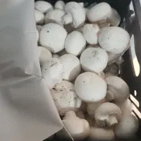 کار در  مزرعه پرورش قارچ