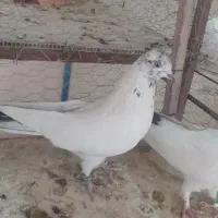 کبوتر سفید کاشونی|پرنده|سامان, |دیوار