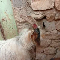 3سابرین|حیوانات مزرعه|اندیمشک, |دیوار