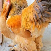 جوجه برهما بوف یکماهه وتخم مرغ نطفه دار