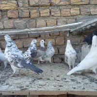کبوتر پرشی|پرنده|قم, آذر (نکویی)|دیوار