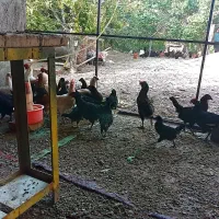 فروش مرغ کورچ محلی