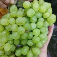 انگـور محــلی تازه تازه