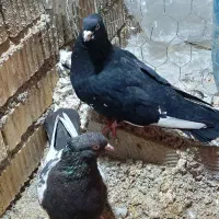 جفت سینه|حیوانات|داراب, |دیوار