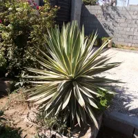 گل و کاکتوس