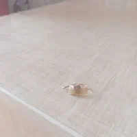 گمشده