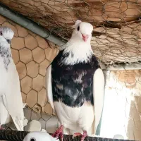 کفتر طوقی عالی معاوضه با پلاکی یا سرور دم سفید|پرنده|باغ بهادران, |دیوار