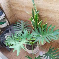 گل برگ انجیری وسانسوریا لب طلایی|گل و گیاه طبیعی|رشت, معلولین|دیوار