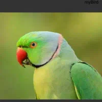 سره خاکی