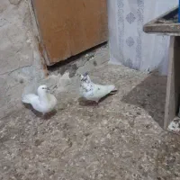 کفتر کبوتر پاکستانی  پلاکی.