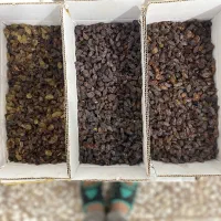 کشمش بردسکن