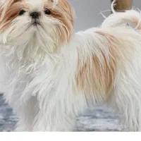 سگ پیدا شده