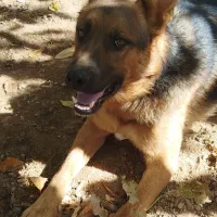 فروش سگ ژرمن|سگ|نوبران, |دیوار