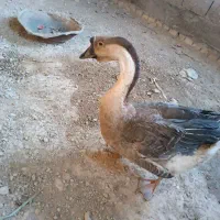 یک جفت قوغازاکراینی دونه ای ۹۰۰ تخم گذار|پرنده|تیران, |دیوار