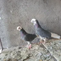 نرماده پرشی|پرنده|اردکان, |دیوار