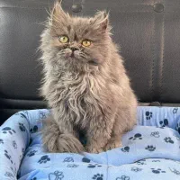 بچه. گربه. نژادار تخفیف دار مناسب کادوو|گربه|تهران, مرزداران|دیوار