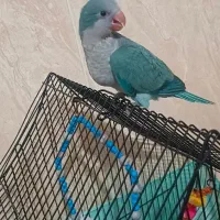 راهب