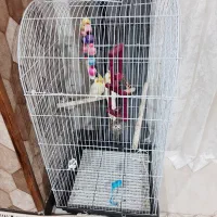 عروس هلندی چهارماهه دستی|پرنده|هشتگرد, شهرک پارسیان|دیوار