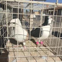 پرنده سرای اشکان