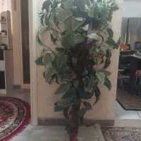 درخچه ی مصنوعی کنار سالنی