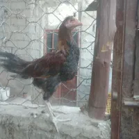 خروس