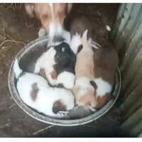 توله پاکوتاه