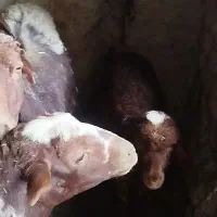 قوجآ قویون زیبآ ودلربآ