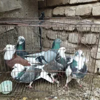 کفتر پرشی. شازده|پرنده|مینودشت, |دیوار