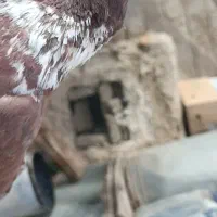 کبوتر سرخ هفت رنگ نوک قنار طوق سفید