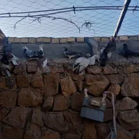 کبوتر خونگی|پرنده|جوین, |دیوار