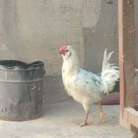 مرغ خروس گلین و سلطان|حیوانات مزرعه|اصفهان, رهنان|دیوار