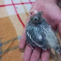 جوجه عروس هلندی دستی یک ماهه|پرنده|میاندوآب, |دیوار