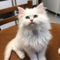 گربه پرشین سه ماهه