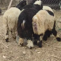 سلام بره و بیگ|حیوانات مزرعه|شوشتر, |دیوار