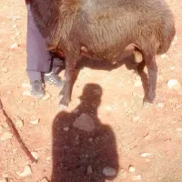 فروش فوری قوچ